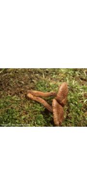 가는땀버섯 (Inocybe leptophylla Akt.  > Inocybe casimiri Vel.)
