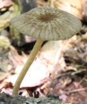 망사난버섯 (Pluteus phlebophorus (Ditm.) P. Kumm.)