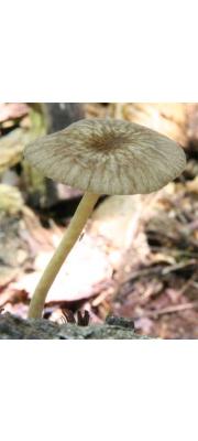 망사난버섯 (Pluteus phlebophorus (Ditm.) P. Kumm.)