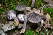 털귀신그물버섯(솔방울귀신그물버섯) (Strobilomyces confusus Sing.)