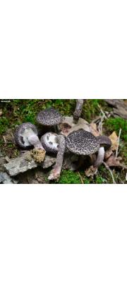 털귀신그물버섯(솔방울귀신그물버섯) (Strobilomyces confusus Sing.)