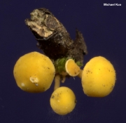 진노란술잔고무버섯 (Hymenoscyphus calyculus (Sow.) W. Phill.)