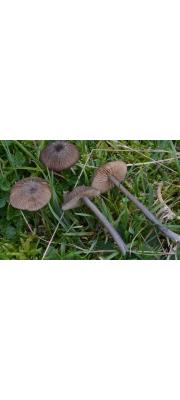 민꼬리외대버섯 (Entoloma anatinum (Lasch) Donk 민꼬리외대버섯)