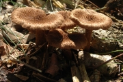 긴땀버섯 (Inocybe longicystis Akt.)
