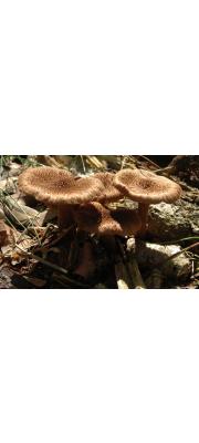 긴땀버섯 (Inocybe longicystis Akt.)