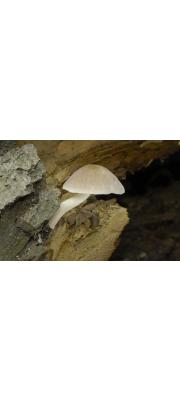 살갗난버섯(은반난버섯) (Pluteus plautus (Weinm.) Gill.  > Pluteus depauperatus Romagn. > Pluteus depauperatus Romagn.)
