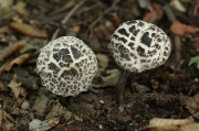 반벗은귀신그물버섯 (Strobilomyces seminudus Hongo)