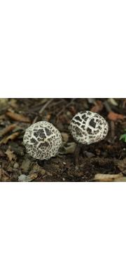 반벗은귀신그물버섯 (Strobilomyces seminudus Hongo)