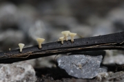 흰갈색술잔고무버섯 (Hymenoscyphus franineus (T. Kowalski) Baral, Queloz & Hosoya)