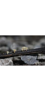 흰갈색술잔고무버섯 (Hymenoscyphus franineus (T. Kowalski) Baral, Queloz &amp; Hosoya)