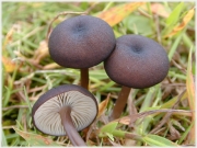 검은외대버섯 (Entoloma ater (Hongo) Hongo & Izawa  > Rhodophyllus ater Hongo)