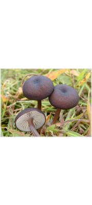검은외대버섯 (Entoloma ater (Hongo) Hongo &amp; Izawa  > Rhodophyllus ater Hongo)