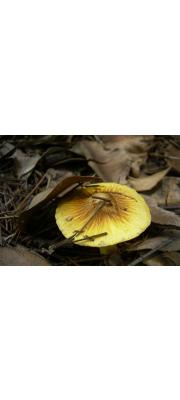 노란땀버섯 (Inocybe lutea Kobay. &amp; Hongo)