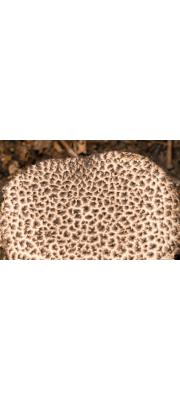 귀신그물버섯(솜귀신그물버섯) (Strobilomyces strobilaceus (Scop.) Berk.  > Strobilomyces floccopus (Vahl.) P. Karst.)