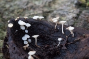 상수리술잔고무버섯 (Hymenoscyphus fructigenus (Bull.) Gray)