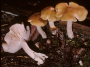 쌍색외대버섯 (Entoloma bicolor Murrill)