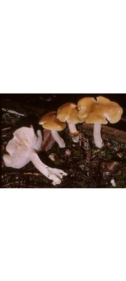쌍색외대버섯 (Entoloma bicolor Murrill)