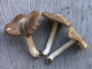 흰얼룩땀버섯(털땀버섯) (Inocybe maculata Boud.)