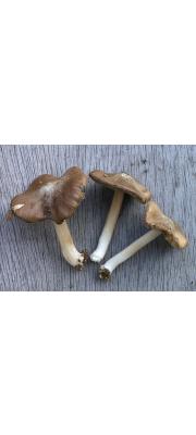 흰얼룩땀버섯(털땀버섯) (Inocybe maculata Boud.)