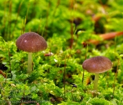 톱밥난버섯(솜털난버섯, 벨벳난버섯) (Pluteus podospileus Sacc. & Cub.  > Pluteus podospileus f. minutissimus Wasser  > Pluteus podospileus f. podospileus Sacc. & Cub.)