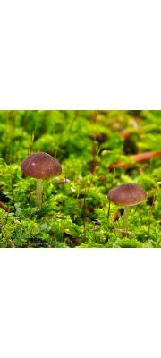 톱밥난버섯(솜털난버섯, 벨벳난버섯) (Pluteus podospileus Sacc. &amp; Cub.  > Pluteus podospileus f. minutissimus Wasser  > Pluteus podospileus f. podospileus Sacc. &amp; Cub.)