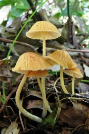 목편외대버섯 (Entoloma bisporus (Hongo) Hongo  > Rhodophyllus bisporus Hongo)