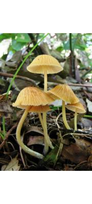 목편외대버섯 (Entoloma bisporus (Hongo) Hongo  > Rhodophyllus bisporus Hongo)