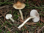 잡색땀버섯 (Inocybe mixtilis (Britz.) Sacc.)