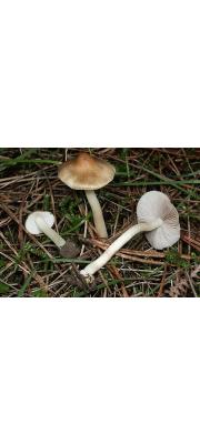 잡색땀버섯 (Inocybe mixtilis (Britz.) Sacc.)