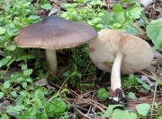 난버섯아재비(깃발난버섯) (Pluteus pouzarianus Sing.)