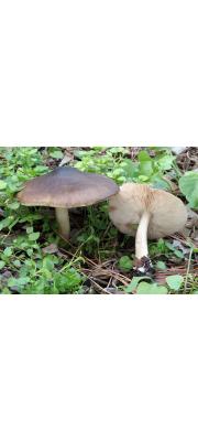 난버섯아재비(깃발난버섯) (Pluteus pouzarianus Sing.)