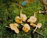갈색둘레외대버섯 (Entoloma bruneomarginatum Hesler)