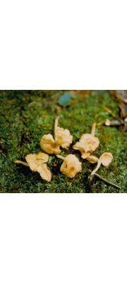 갈색둘레외대버섯 (Entoloma bruneomarginatum Hesler)