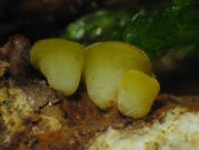 팽이술잔고무버섯 (Hymenoscyphus monticola (Berk.) Baral > Phaeohelotium monticola (Berk.) Dennis)