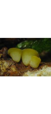 팽이술잔고무버섯 (Hymenoscyphus monticola (Berk.) Baral > Phaeohelotium monticola (Berk.) Dennis)