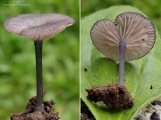 잔디밭외대버섯 (Entoloma carnesgriseum (Berk. & Br.) Noordel.)