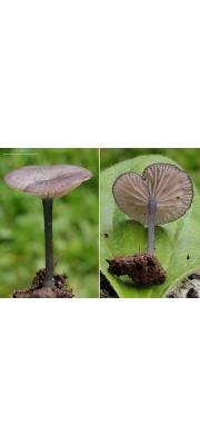 잔디밭외대버섯 (Entoloma carnesgriseum (Berk. &amp; Br.) Noordel.)