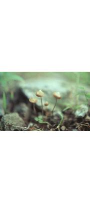 노란꼭지땀버섯 (Inocybe multicoronata A. H. Sm.)