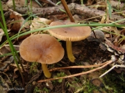 노란대난버섯 (Pluteus romellii (Britz.) Lapl.)