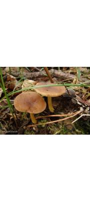 노란대난버섯 (Pluteus romellii (Britz.) Lapl.)