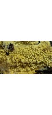 노란멍게버섯 (Cristinia eichleri (Bres) Nakasone)