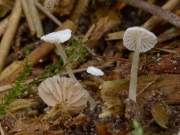 좀깔때기외대버섯 (Entoloma cephalotrichum (Orton) Noordel.)