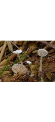 좀깔때기외대버섯 (Entoloma cephalotrichum (Orton) Noordel.)