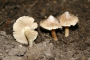 모래땀버섯 (Inocybe niigatensis Hongo)