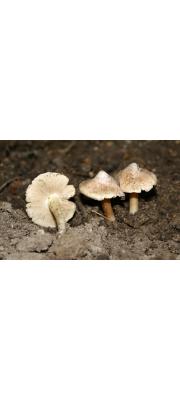 모래땀버섯 (Inocybe niigatensis Hongo)