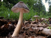 장미난버섯 (Pluteus roseipes Höhn.   > Pluteus carneipes Kühn.)