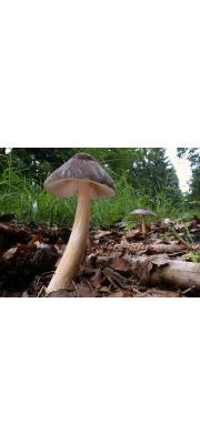 장미난버섯 (Pluteus roseipes Höhn.   > Pluteus carneipes Kühn.)