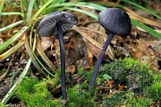 흑청색외대버섯 (Entoloma chalybaeum var. lazulinum (Fr.) Noordel.  > Rhodophyllus lazulinus (Fr.) Quél.)