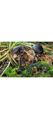 흑청색외대버섯 (Entoloma chalybaeum var. lazulinum (Fr.) Noordel.  > Rhodophyllus lazulinus (Fr.) Quél.)