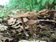 애기비늘땀버섯(결절땀버섯) (Inocybe nodulosospora Kobay.)